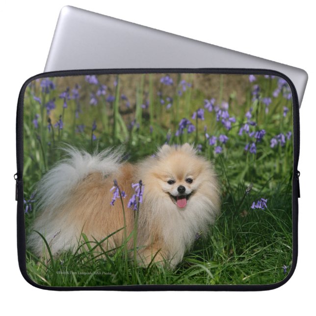 Capa Para Notebook Pomeranian que está de vista a câmera (Frente)