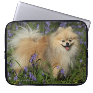 Capa Para Notebook Pomeranian que olha a câmera nos Bluebells