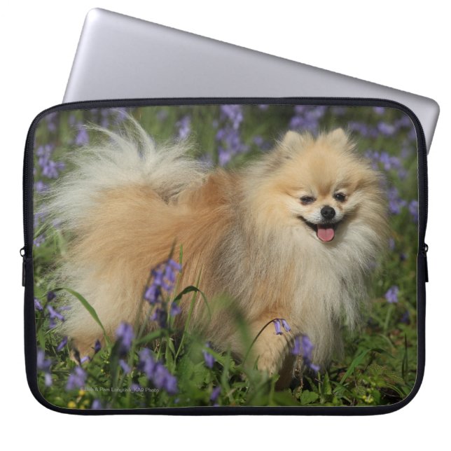 Capa Para Notebook Pomeranian que olha a câmera nos Bluebells (Frente)