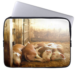 Capa Para Notebook Porcos Snuggling das imagens de Getty