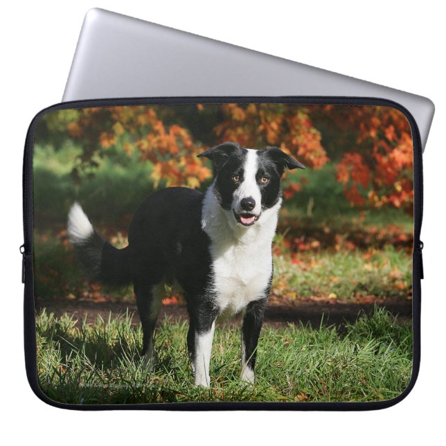 Capa Para Notebook Posição do outono de border collie (Frente)