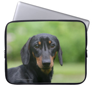 Capa Para Notebook Preto e Dachshund 1 de Tan Miniture