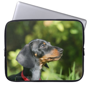 Capa Para Notebook Preto e Dachshund 3 de Tan Miniture