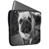 Pug considerável