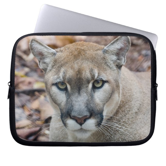 Capa Para Notebook Puma, leão-da-montanha, pantera-da-flórida, Puma (Frente)