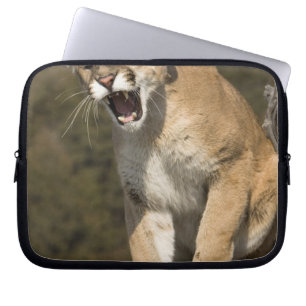 Capa Para Notebook Puma ou leão-da-montanha, puma concolor, Cativo -