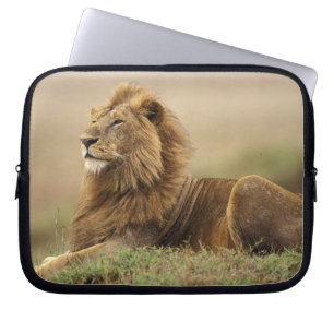 Capa Para Notebook Quênia, Masai Mara Leão macho