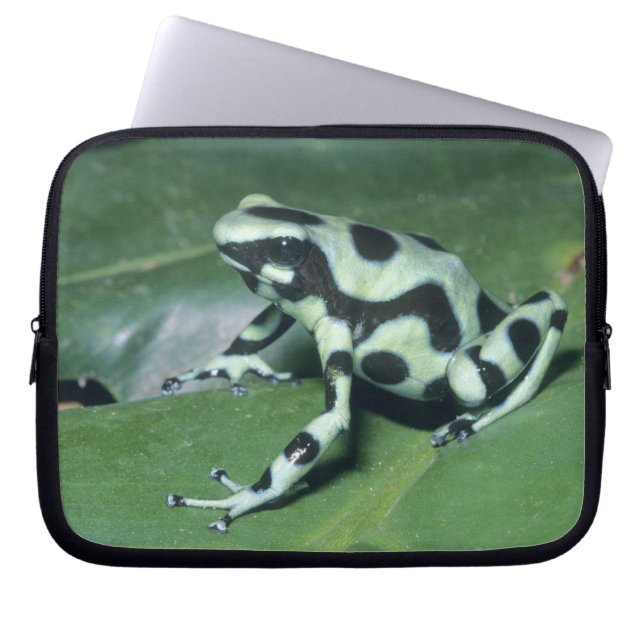 Capa Para Notebook Rã venenosa, (Dendrobates auratus) Cahuita (Frente)