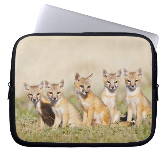 Capa Para Notebook Raposa Veloz (Vulpes macrotis) jovem na toca da co (Frente)