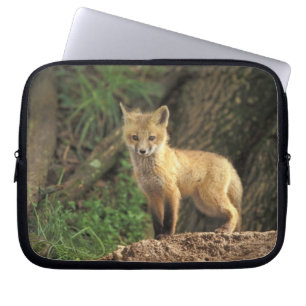Capa Para Notebook Raposa vermelha jovem em frente à toca (Vulpes vul