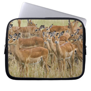 Capa Para Notebook Rebanho de impalas fêmeas, Masai Mara, Quênia.