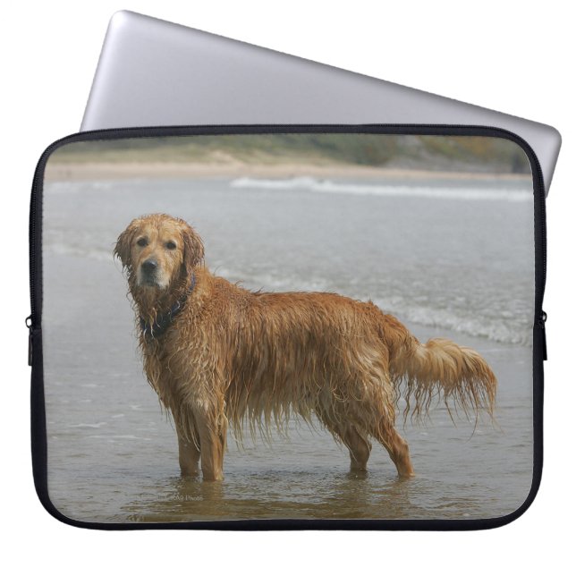 Capa Para Notebook Retreiver dourado no mar (Frente)