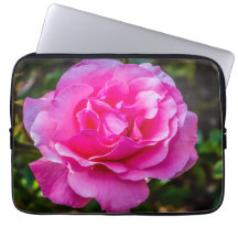 Rosa rosa delicada