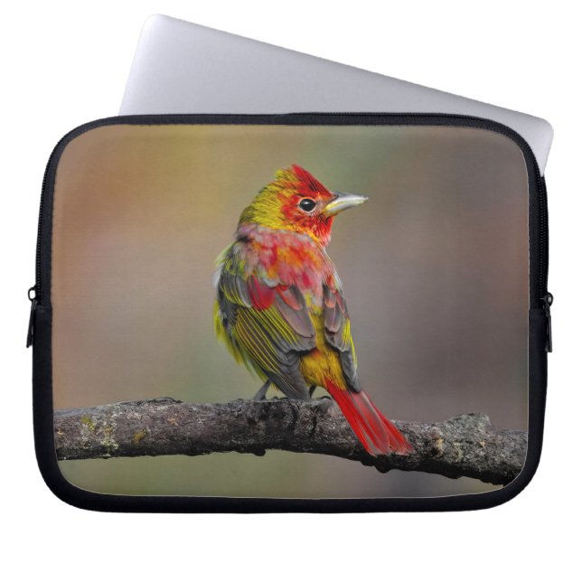 Capa Para Notebook Scarlet Tanager Molting - Fotografia original (Frente)