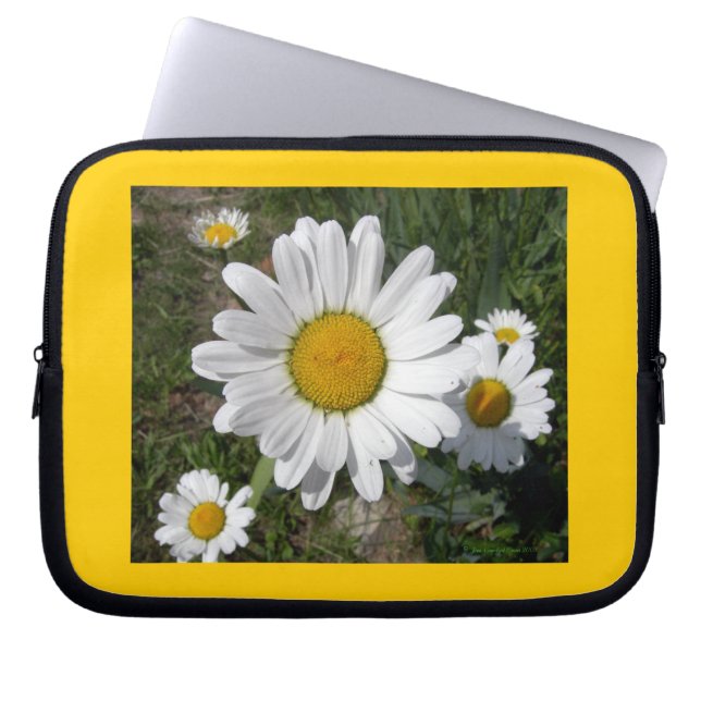 Capa Para Notebook Shasta Daisy (Chrysanthemum maximum) (Frente)