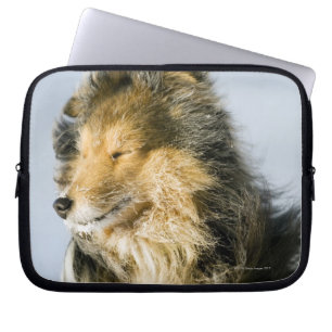 Capa Para Notebook Sheepdog de Shetland