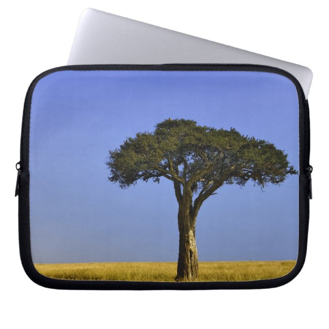 Capa Para Notebook Solteiro Acacia tree em planícies de grama, Masai  (Frente)