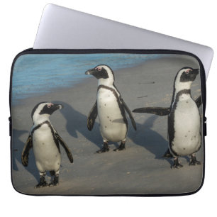 Capa Para Notebook Spheniscus africano Demersus dos pinguins  