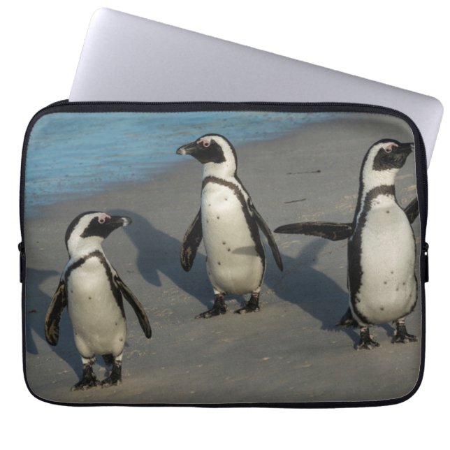 Capa Para Notebook Spheniscus africano Demersus dos pinguins | (Frente)
