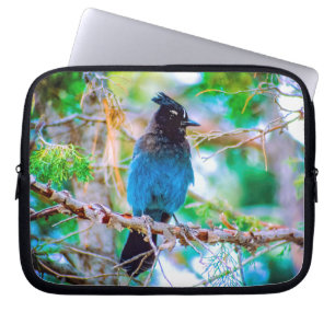 Capa Para Notebook Steller's Jay - Fotografia original