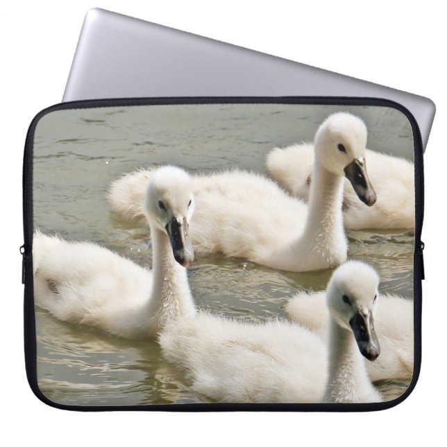 Capa Para Notebook Swan Cygnets Nadando (Frente)