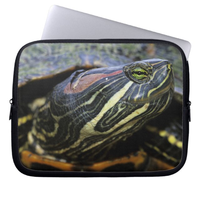 Capa Para Notebook Tartaruga-de-ouvido-vermelho, Trachemys scripta el (Frente)