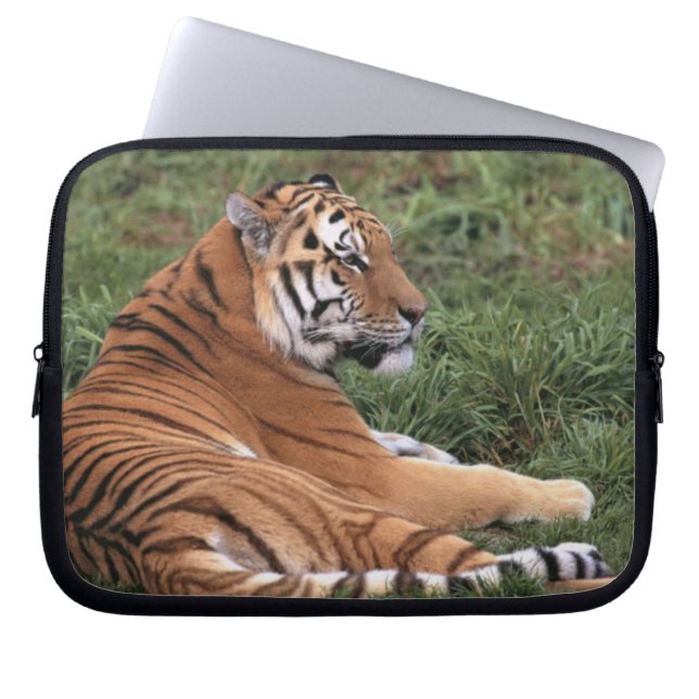 Capa Para Notebook Tiger Lounging Bolsa de laptop (Frente)