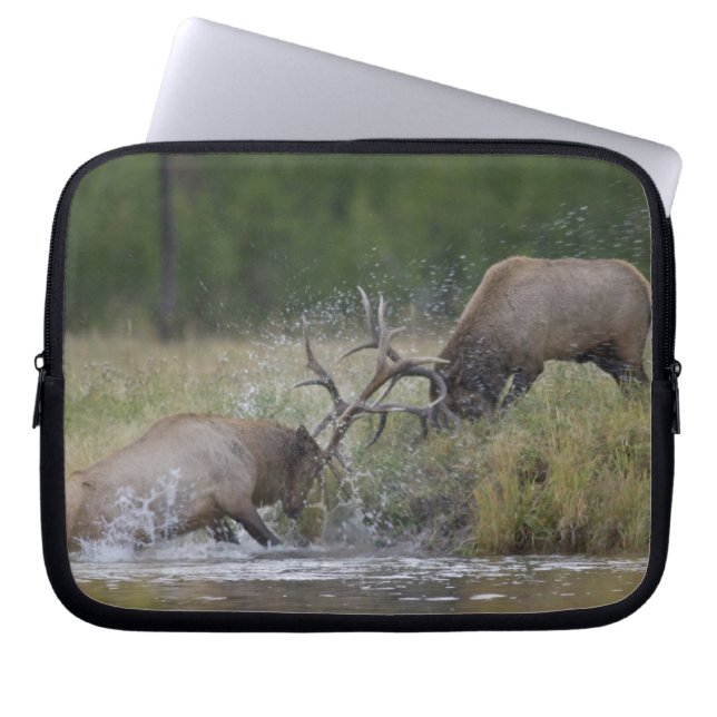 Capa Para Notebook Touros-alces lutando, Yellowstone NP, Wyoming (Frente)