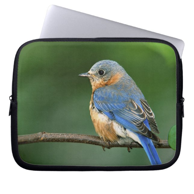 Capa Para Notebook Toutinegra-azul-fêmea, Sialia sialis (Frente)
