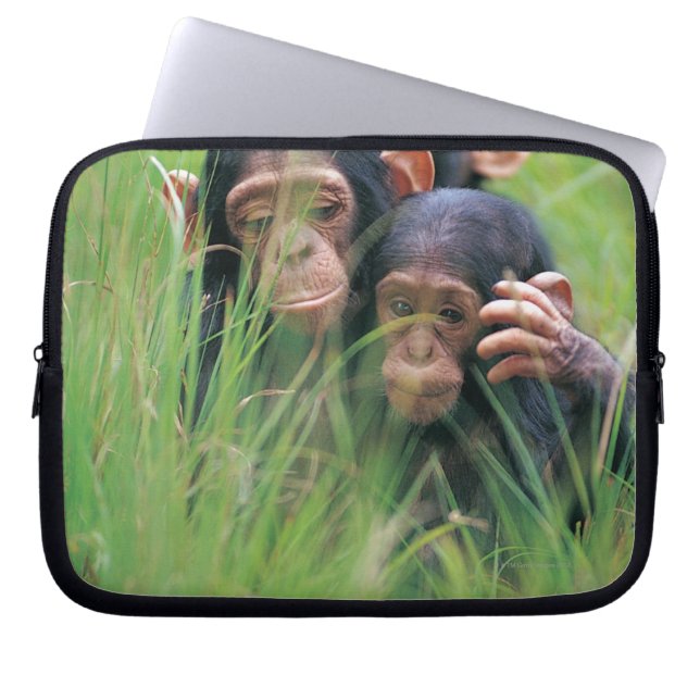 Capa Para Notebook Três jovens chimpanzés (Pan troglodytes) em (Frente)
