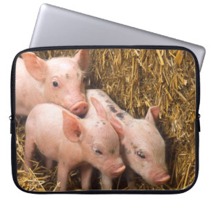Capa Para Notebook Três Pequenos Porcos