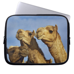 Capa Para Notebook Trío de camelos, mercado de camelos, Cairo, Egito