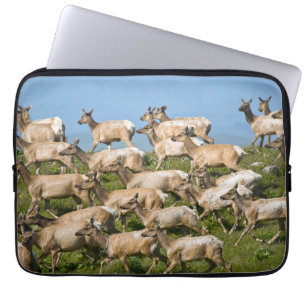 Capa Para Notebook Tule Elk Parque Nacional da Costa de Point Reyes,
