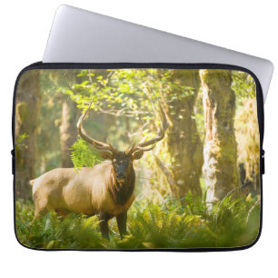 Capa Para Notebook Uapiti-de-roosevelt Parque Nacional Olímpico, Wa