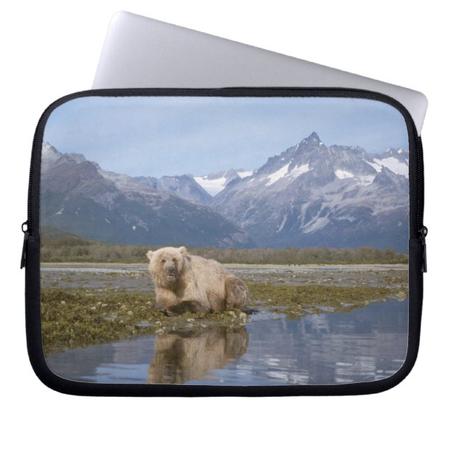 Capa Para Notebook urso pardo, Ursus arctos, urso cinzento, Ursus 4 (Frente)