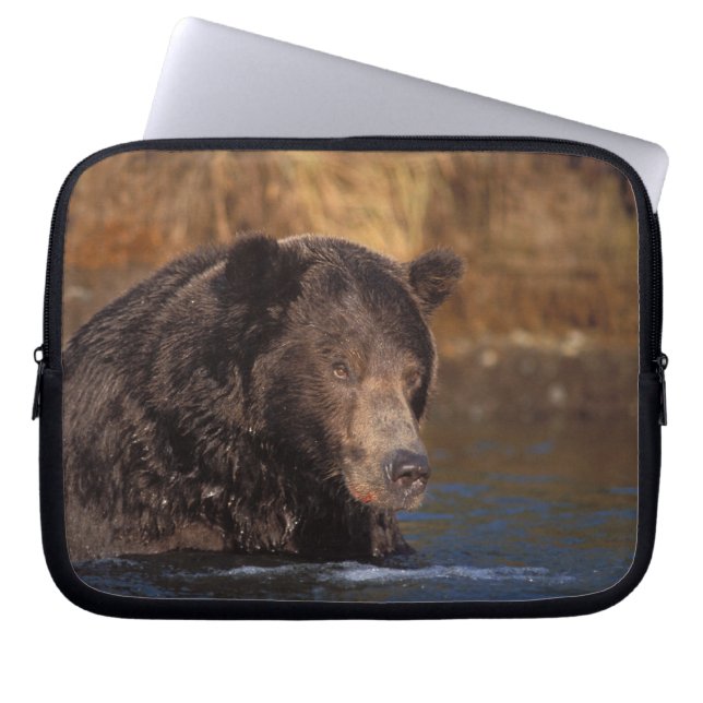 Capa Para Notebook urso pardo, Ursus arctos, urso cinzento, Ursus 5 (Frente)