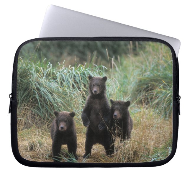 Capa Para Notebook urso pardo, Ursus arctos, urso cinzento, Ursus 7 (Frente)