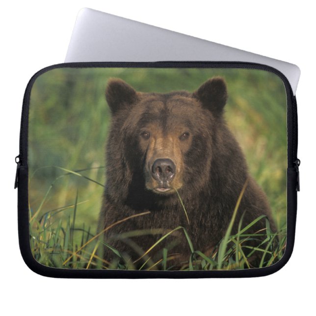 Capa Para Notebook urso pardo, Ursus arctos, urso cinzento, Ursus 9 (Frente)