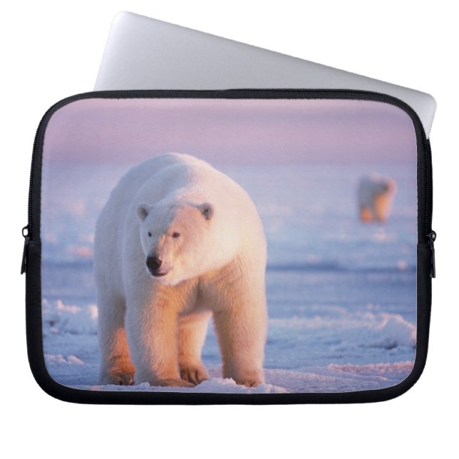 Capa Para Notebook urso polar, Ursus maritimus (Frente)
