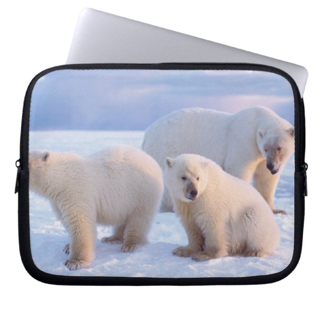 Capa Para Notebook Ursoaica com filhotes no gelo costeiro (Frente)
