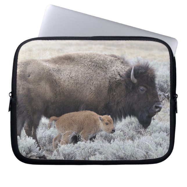 Capa Para Notebook Vaca e Vitelo Bison, Yellowstone (Frente)