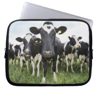 Vacas em fila olhando para a câmera