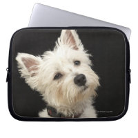 Westie (West Highland terrier) com coleira