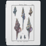 Capa Smart Para iPad Coloridos Sete Caivotas<br><div class="desc">O artista Denis Diderot é talentoso e conhecido por suas imagens da vida no mar excelente. Nesta imagem vívida, ele captura Sete conchas coloridas em seus estilos mais naturais e únicos. Conchas são muitas vezes empilhadas e vêm em todas as formas e tamanhos. Pegue seu produto de concha hoje e...</div>