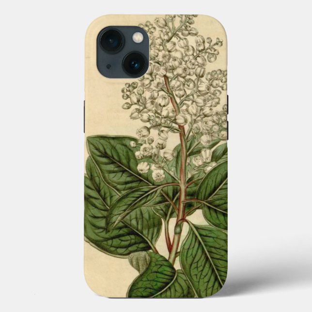 Capas de iphone Arbutus Menziesii (Verso)