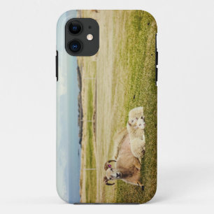 Capas de iphone islandêsas dos carneiros
