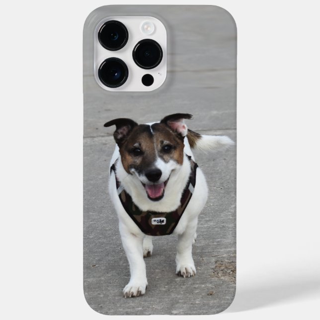 Capo von Oppenheim, cão Terrier Jack Russell (Verso)