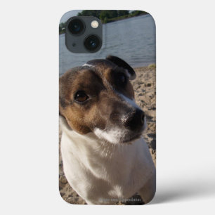 Capo von Oppenheim Jack Russell Terrier, Cão