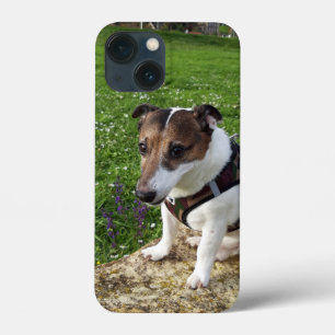 Capo von Oppenheim Jack Russell Terrier, Cão