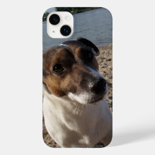 Capo von Oppenheim Jack Russell Terrier, cão